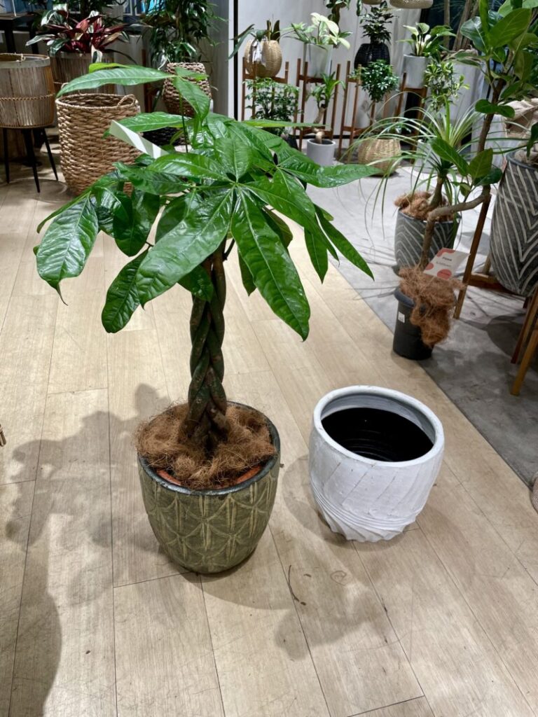 観葉植物　パキラ　グリーン