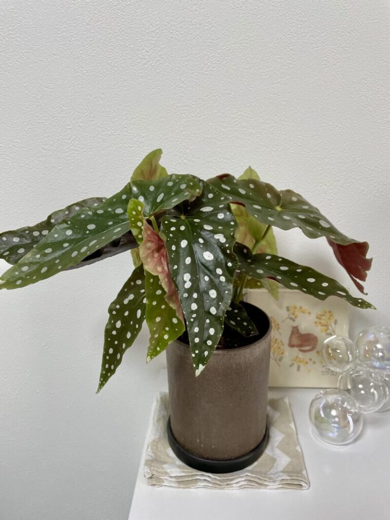 Begonia maculata　Green　ベゴニアマクラータ