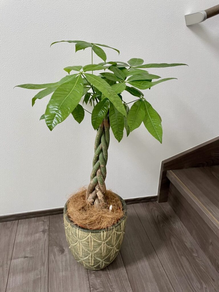 観葉植物　パキラ　グリーン