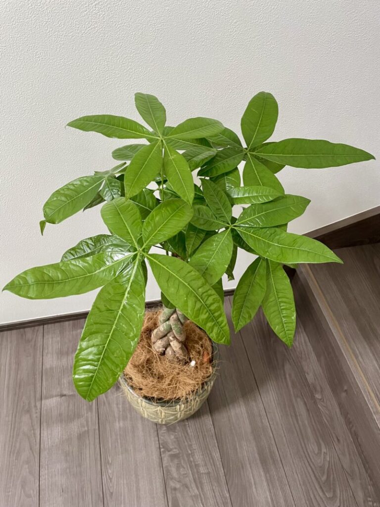 観葉植物　パキラ　グリーン